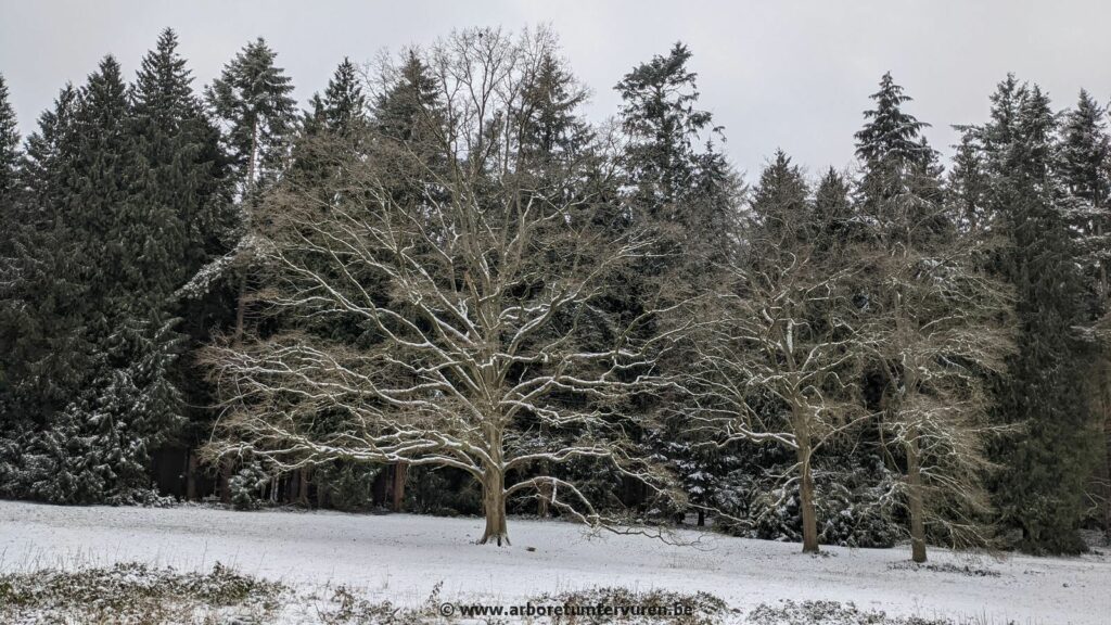 35-4-1024x576 Dendrologie : exploration hivernale