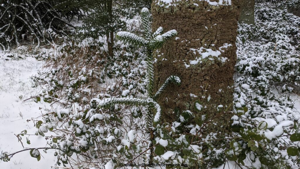 50-1-1024x576 Dendrologie : exploration hivernale