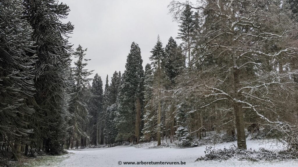 59-1024x576 Dendrologie : exploration hivernale