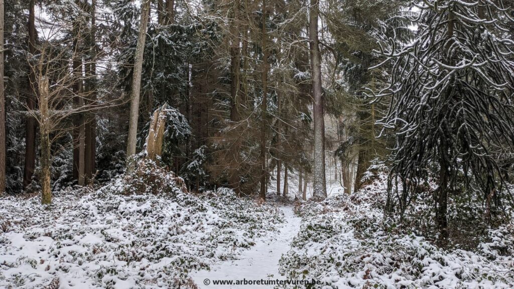 60-1024x576 Dendrologie : exploration hivernale
