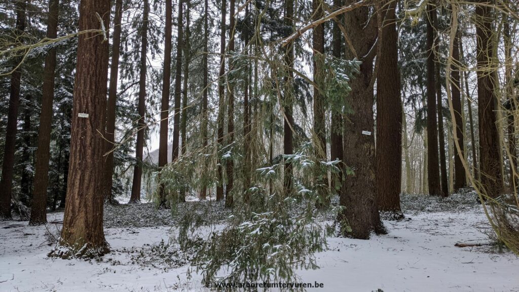 61-1024x576 Dendrologie : exploration hivernale