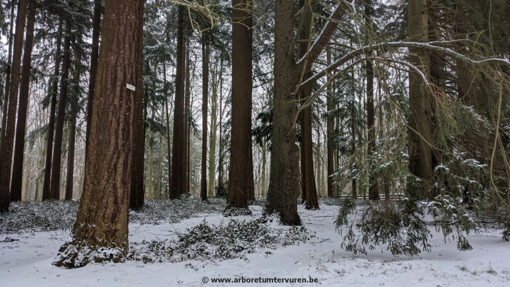 62-1024x576 Dendrologie : exploration hivernale