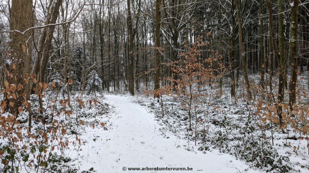 63-1024x576 Dendrologie : exploration hivernale