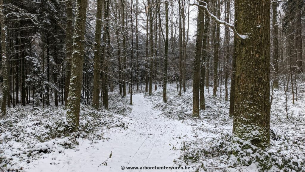 65-1024x576 Dendrologie : exploration hivernale