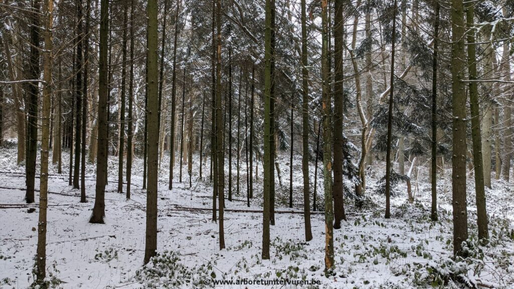 66-1024x576 Dendrologie : exploration hivernale
