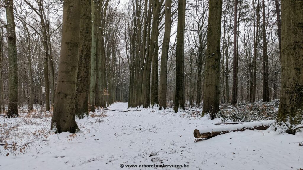 67-1024x576 Dendrologie : exploration hivernale
