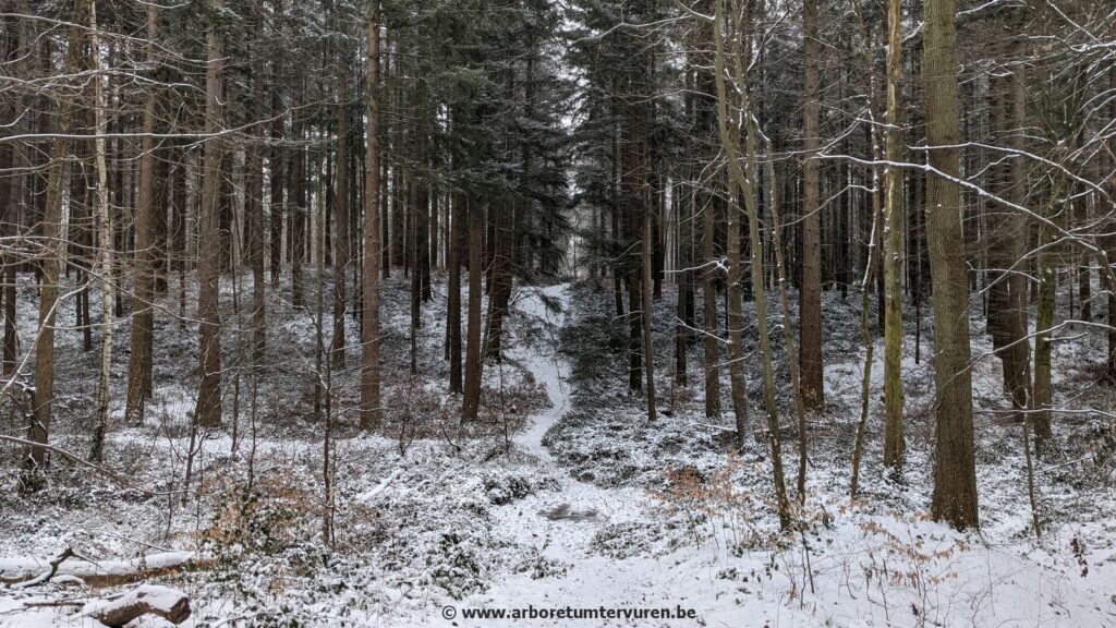 68-1024x576 Dendrologie : exploration hivernale