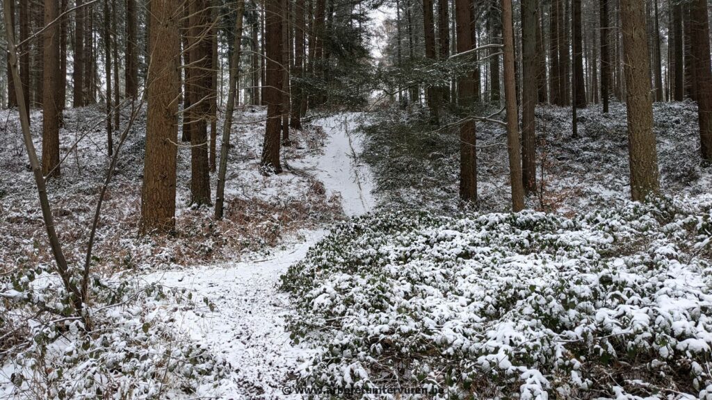 69-1024x576 Dendrologie : exploration hivernale