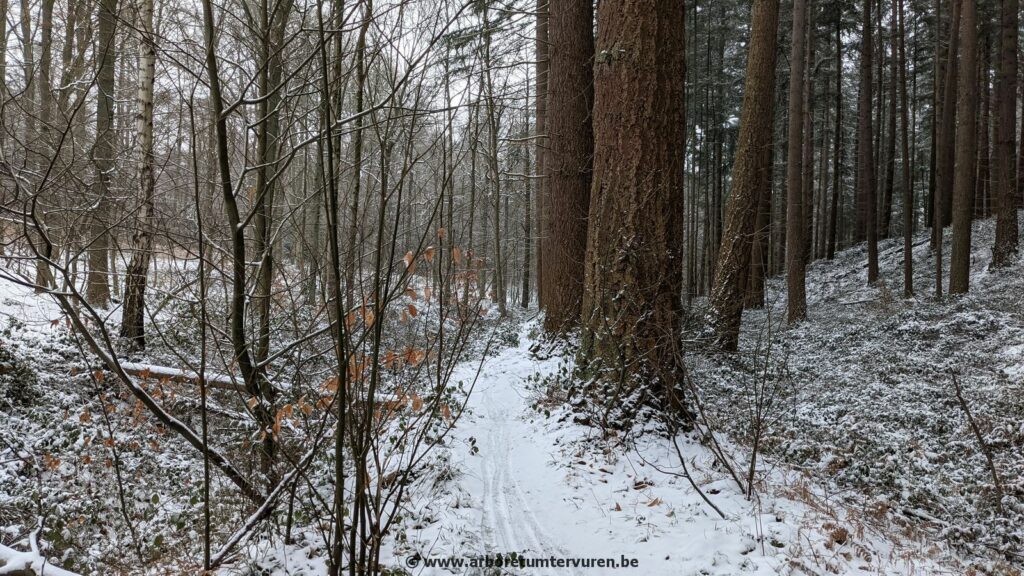 70-1024x576 Dendrologie : exploration hivernale