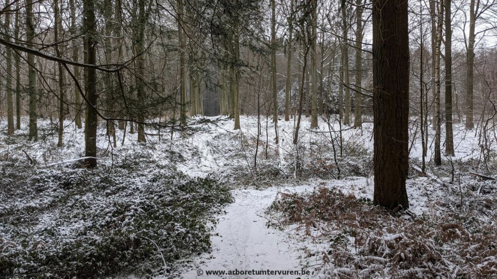 71-1024x576 Dendrologie : exploration hivernale