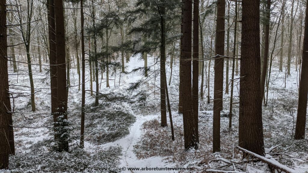 72-1024x576 Dendrologie : exploration hivernale