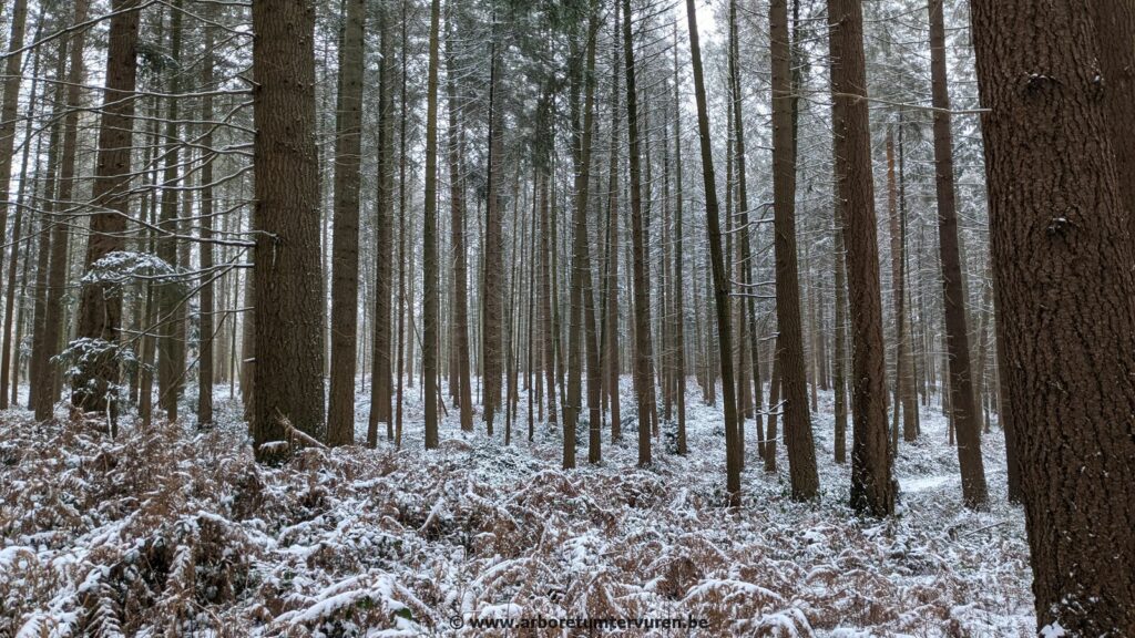 73-1024x576 Dendrologie : exploration hivernale