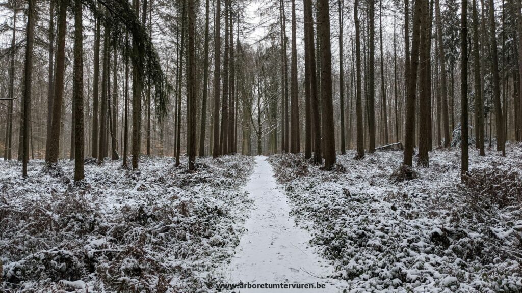 74-1024x576 Dendrologie : exploration hivernale