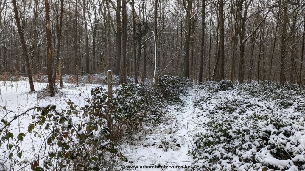 79-1024x576 Dendrologie : exploration hivernale