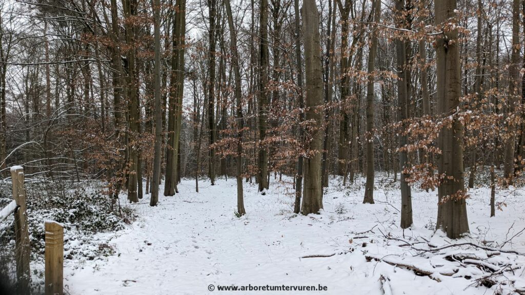 80-1024x576 Dendrologie : exploration hivernale