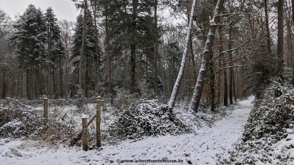 81-1024x576 Dendrologie : exploration hivernale