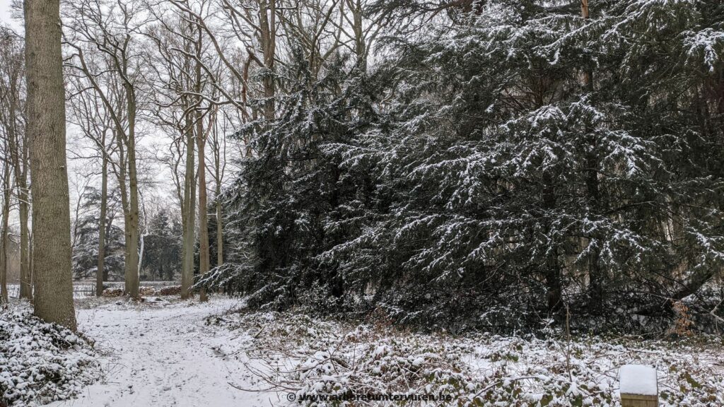83-1024x576 Dendrologie : exploration hivernale