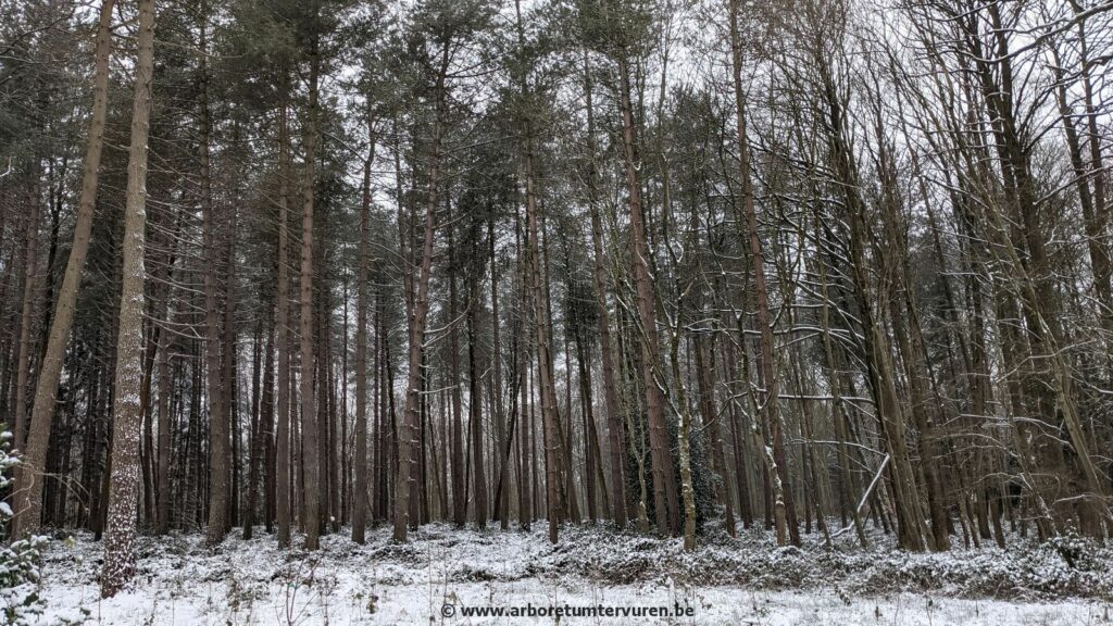 84-1024x576 Dendrologie : exploration hivernale