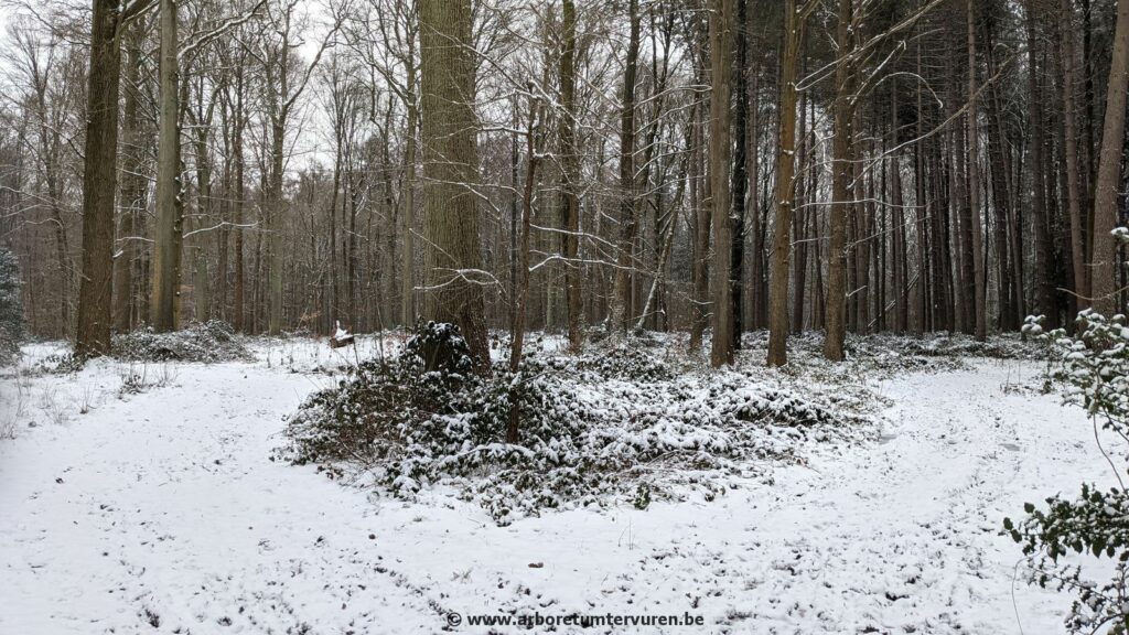 85-1024x576 Dendrologie : exploration hivernale