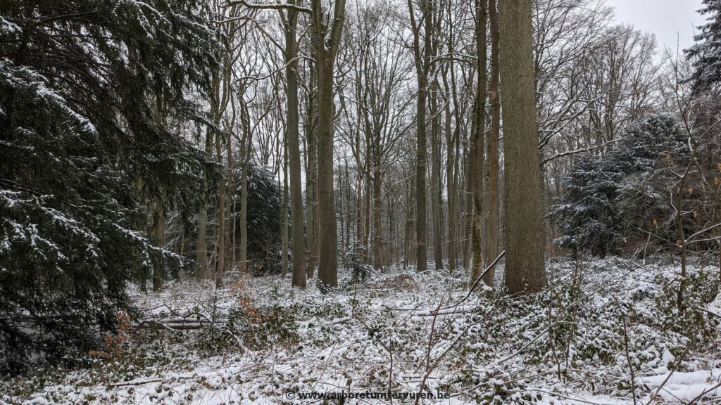 86-1024x576 Dendrologie : exploration hivernale
